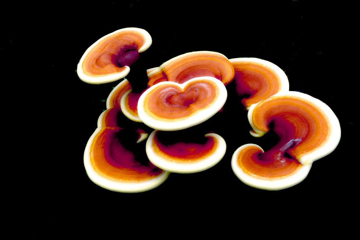 Complementary Cancer Therapy for Ganoderma Lucidum