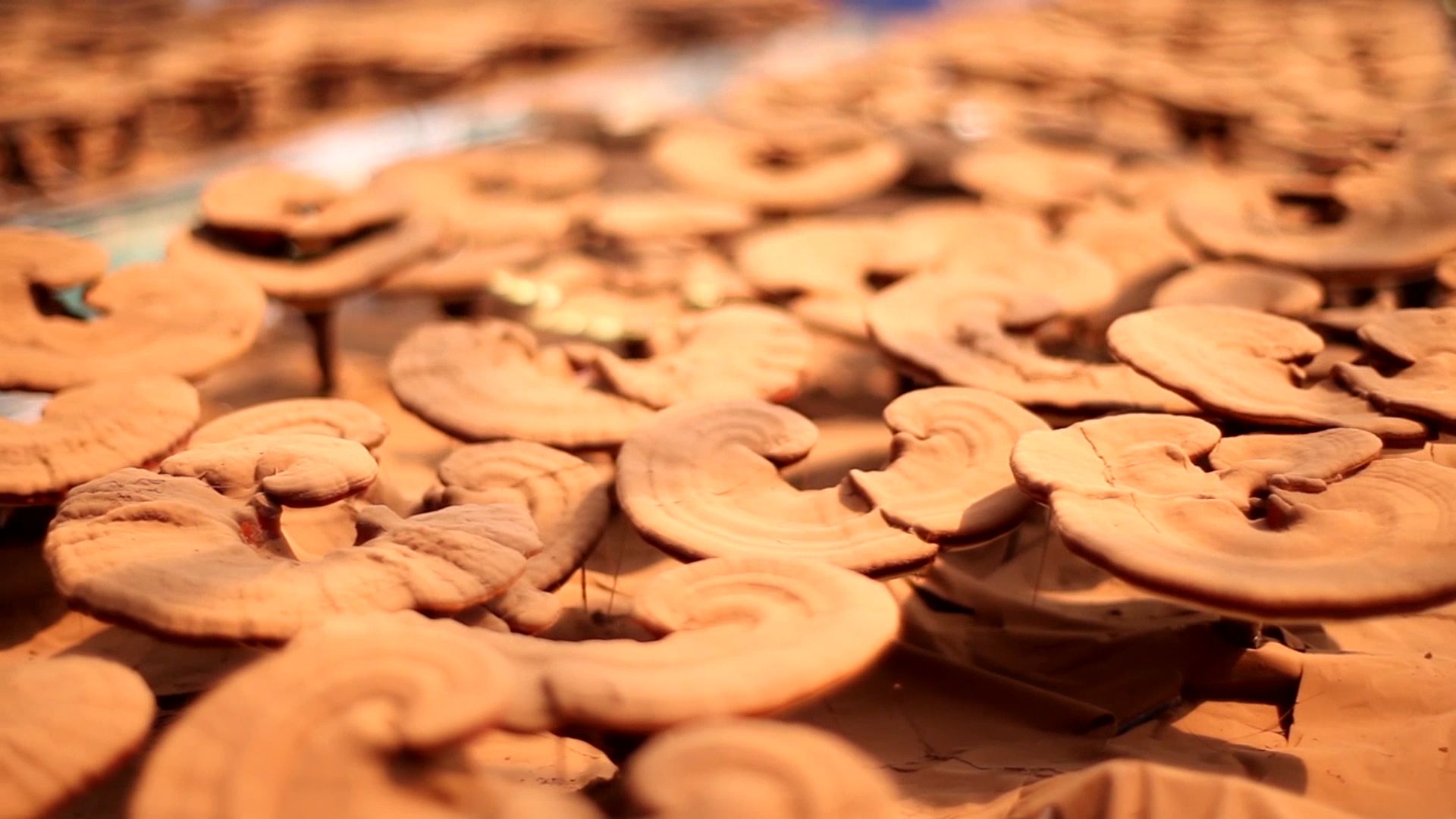 Good therapeutic effect on diabetes for ganoderma Lucidum spore powder