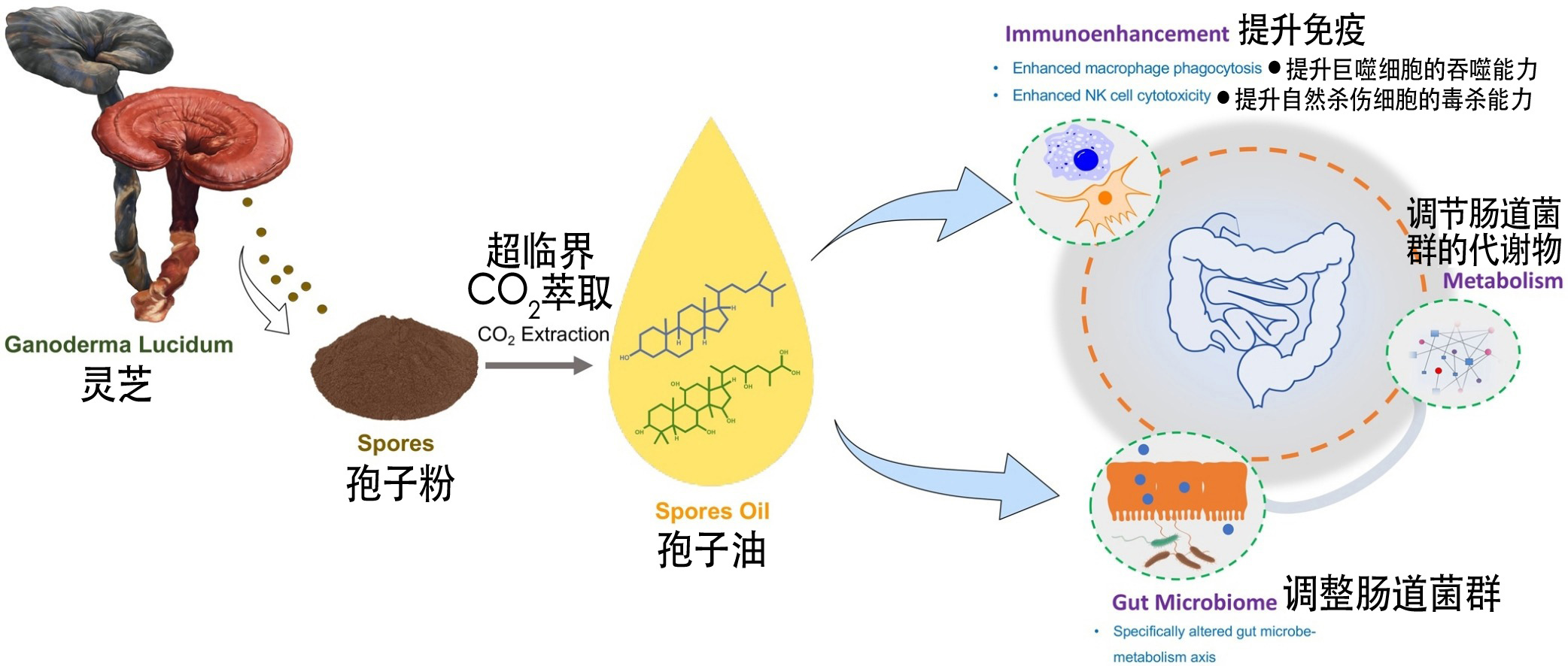 Immunoenhancing Features of Ganoderma Lucidum Spore Oil . jpg