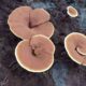 ganoderma lucidum powder