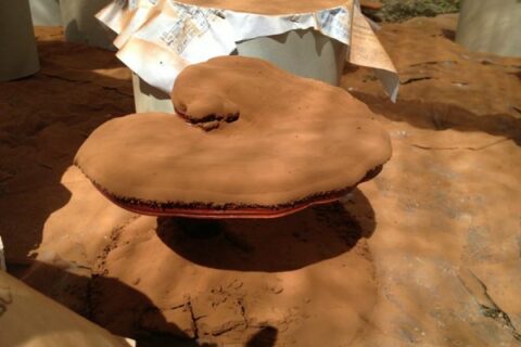 ganoderma ludidum spore powder.jpg