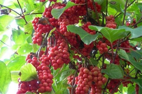 Schisandra Chinensis Fruit from MIGU