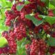 Schisandra Chinensis Fruit from MIGU