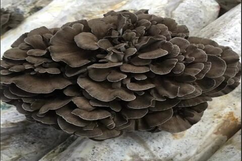 maitake mushroom extract planting