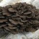 maitake mushroom extract planting