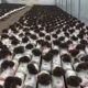maitake mushroom extract planting