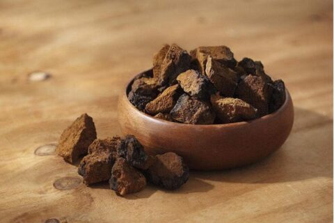 chaga mushroom extract manufacture
