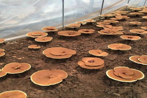 ganoderma lucidum beta glucan from MIGU