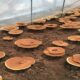 ganoderma lucidum beta glucan from MIGU