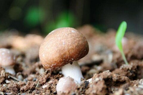 Agaricus Blazei Planting Base --MIGU 1
