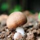 Agaricus Blazei Planting Base --MIGU 1